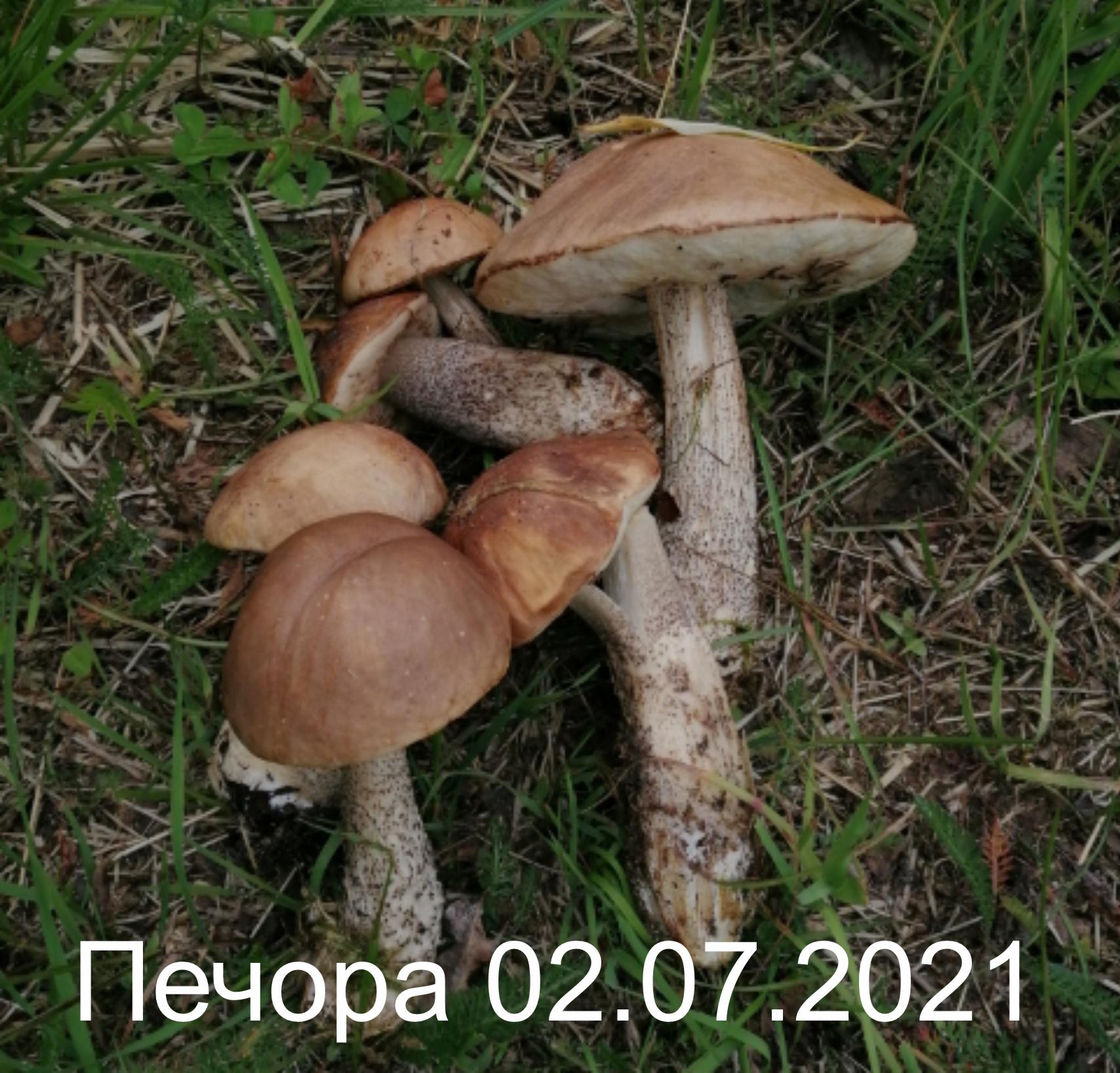 Сбор грибов Печора